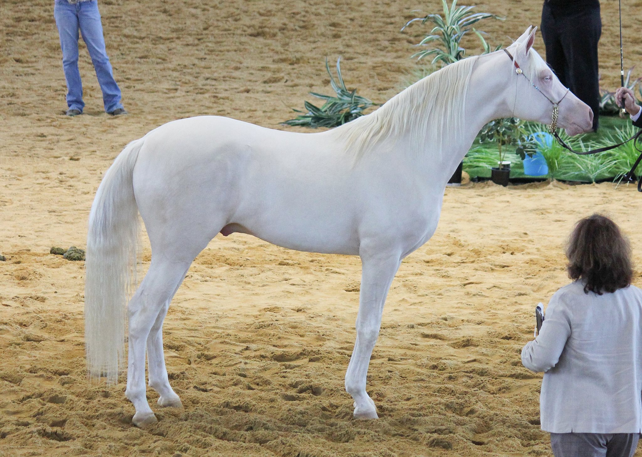 Cremello Part Arabian @Queensland State Equestrian Centre